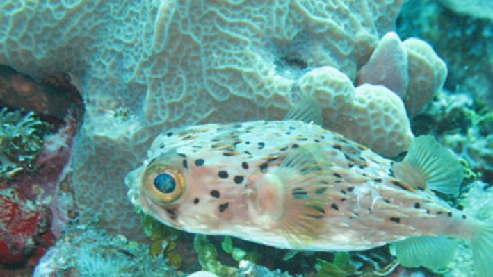 Porcupinefishes (21)_558